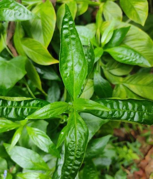 Top 7 Kalmegh Powder Uses: You Should Know for Better Health