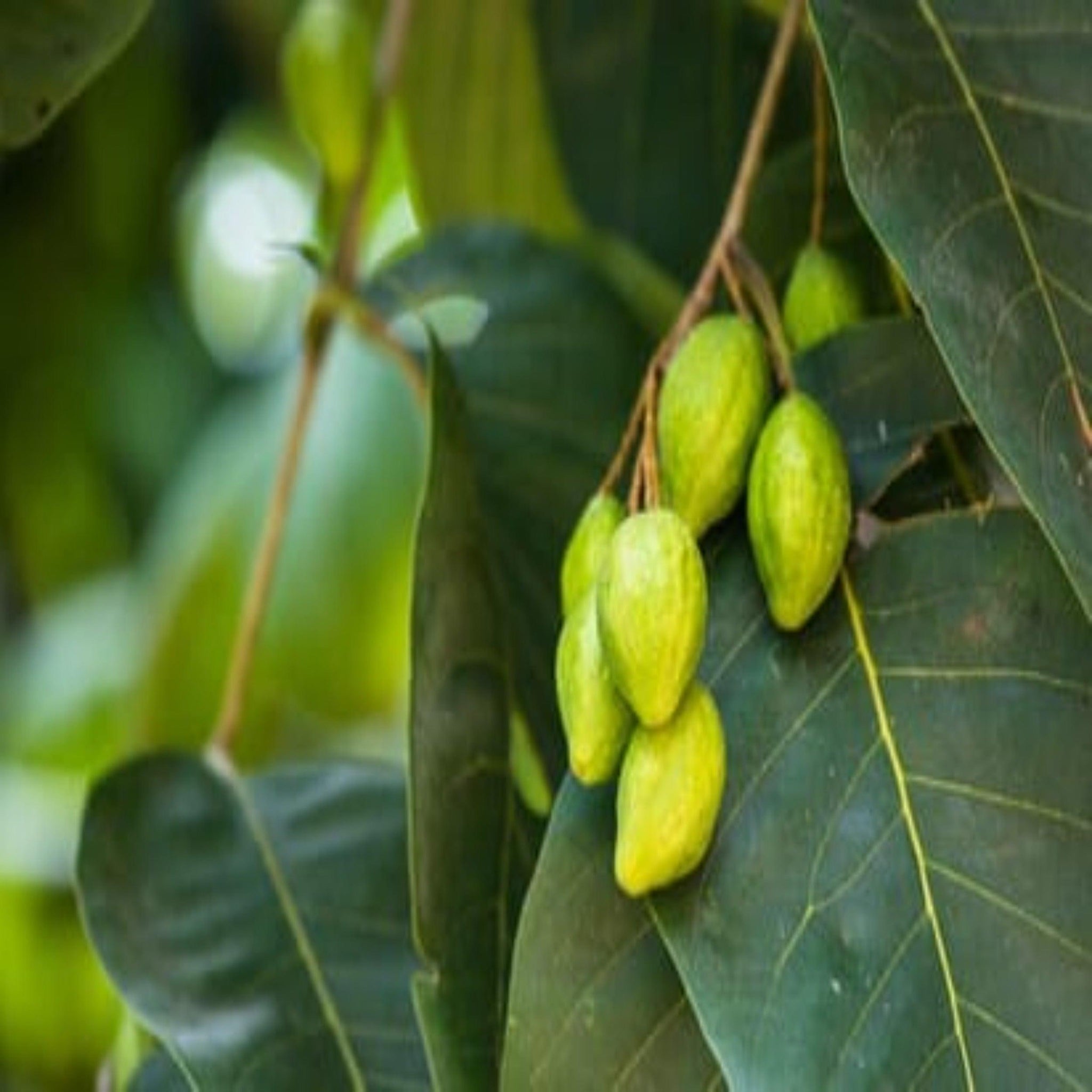 Buy Haritaki or Harad Online in India | NAMHYA