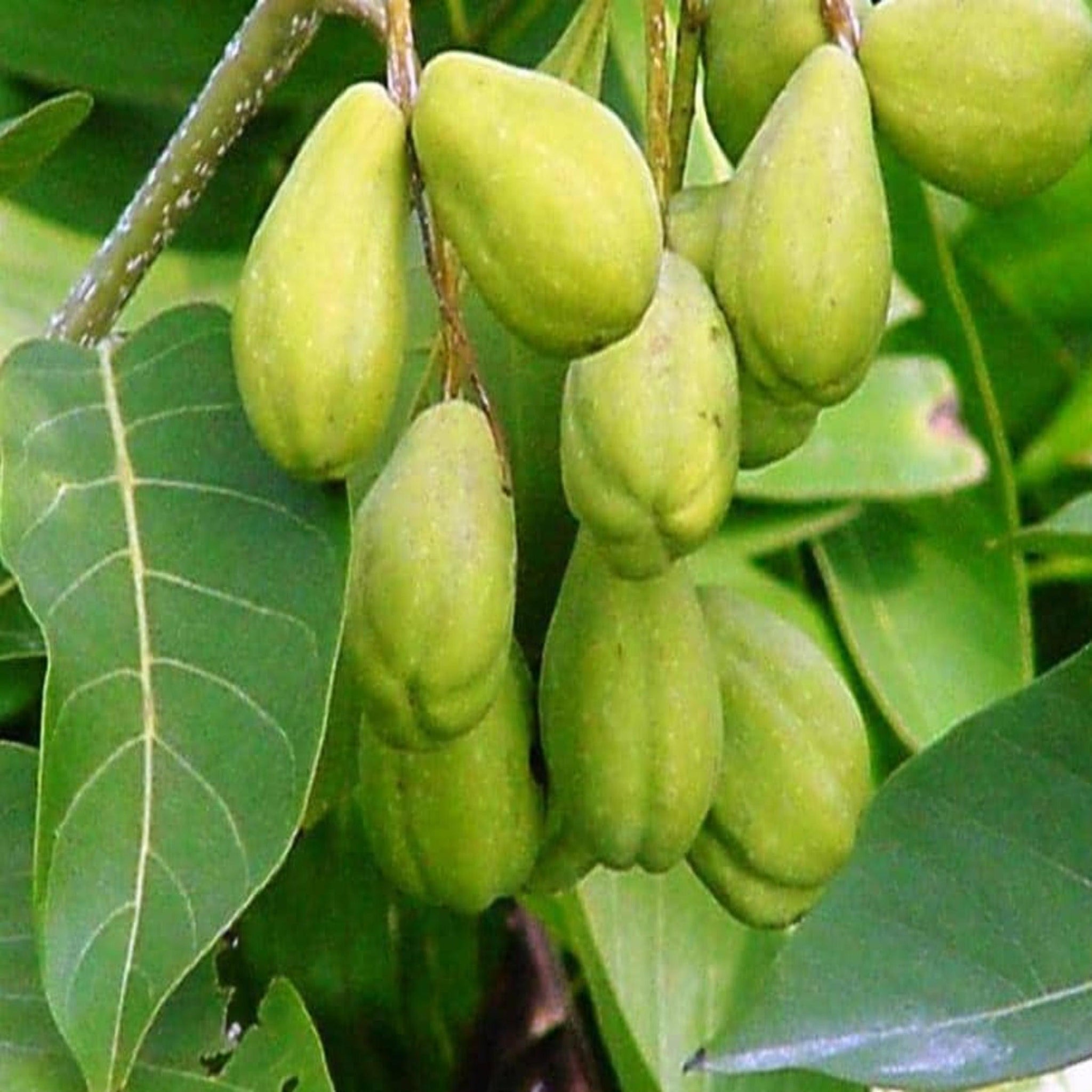 Buy Haritaki or Harad Online in India | NAMHYA