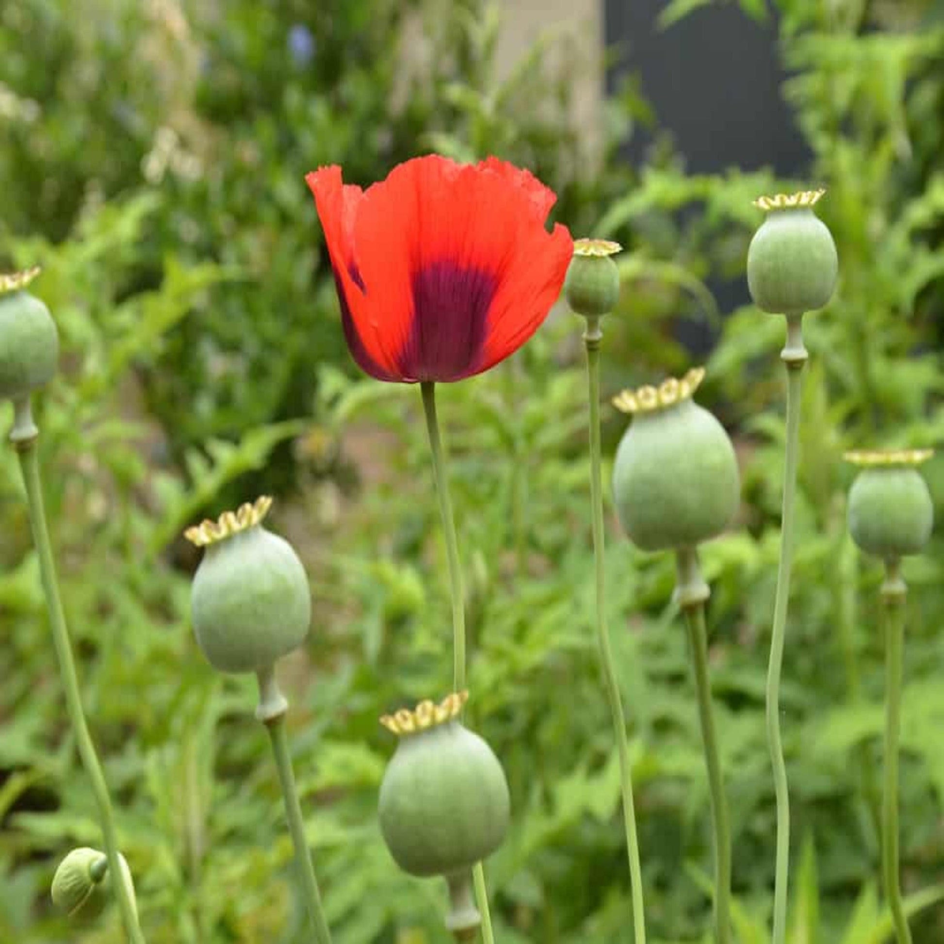 poppy seed flower pictures Namhya Poppy Seeds – NAMHYA